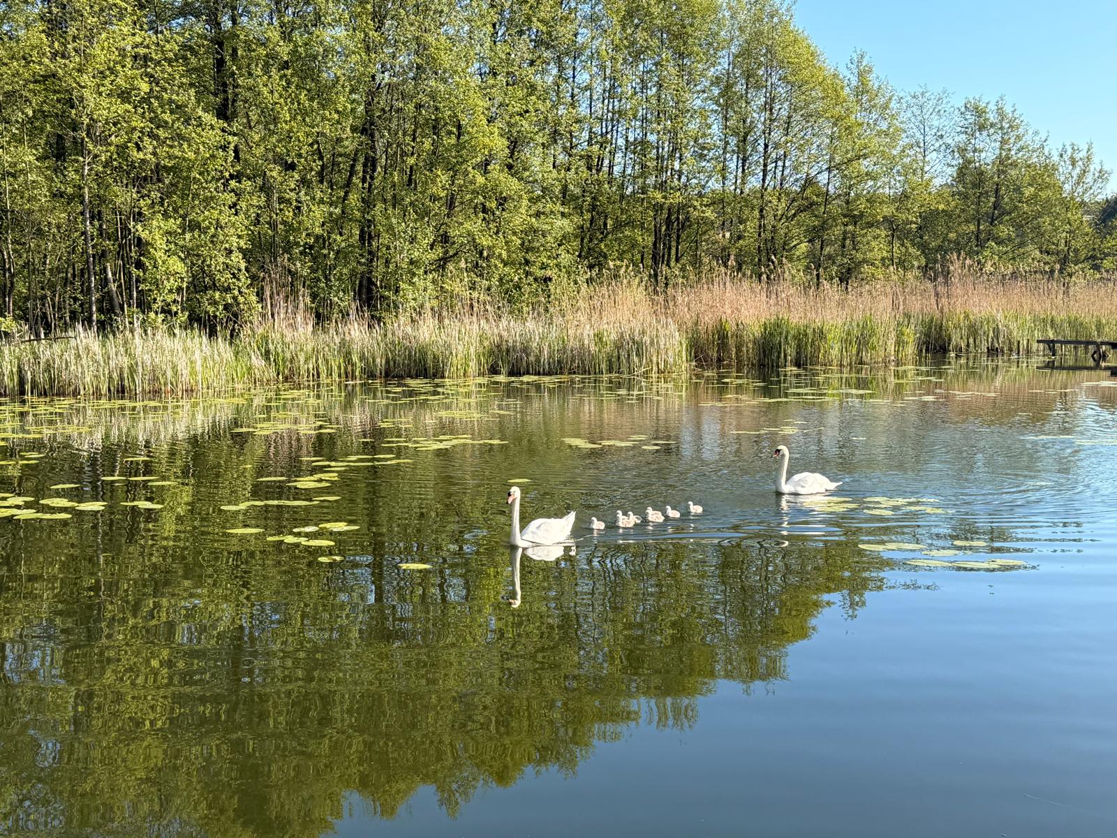 Łabędzie na jeziorze Karczewnik latem